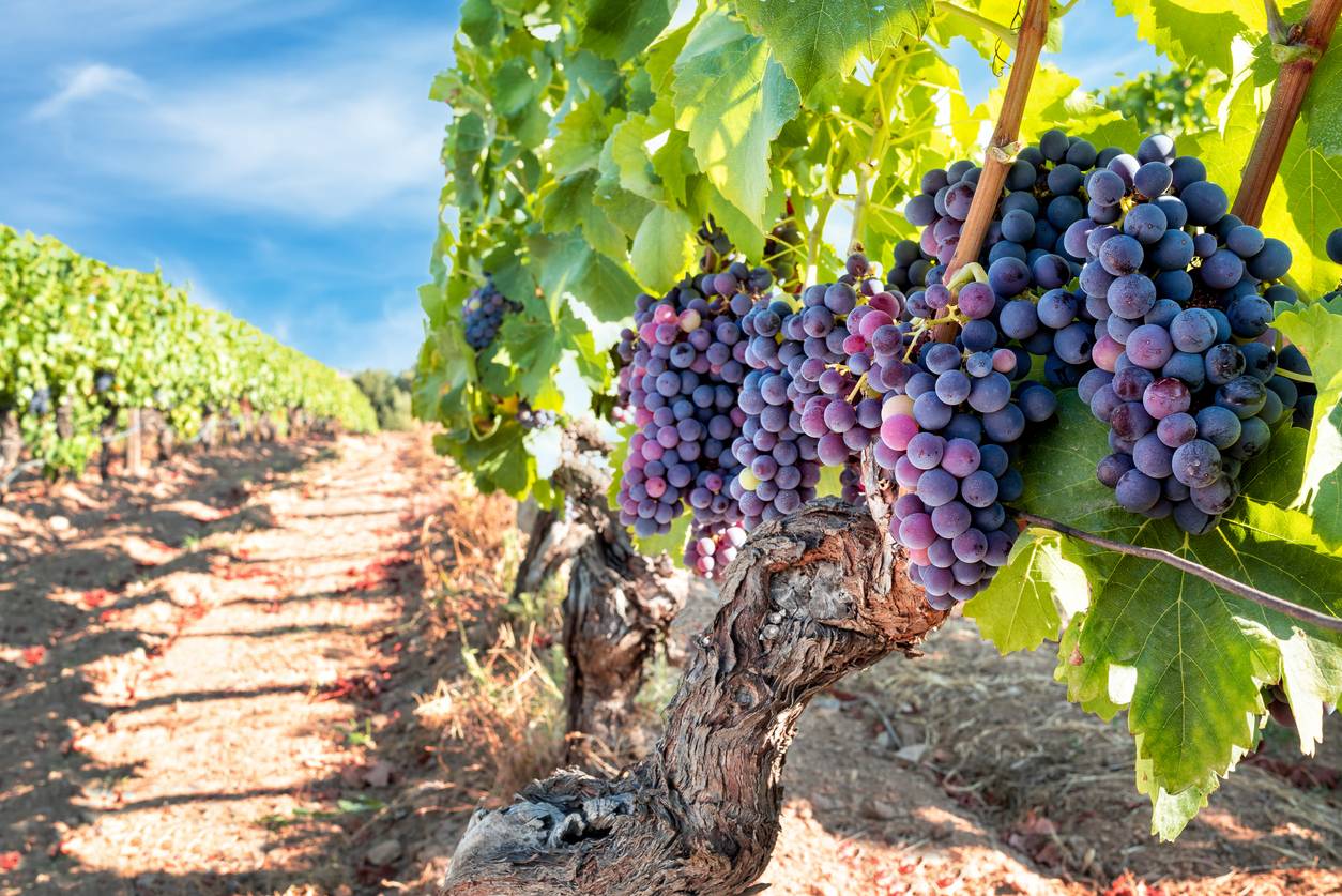 Production de vins pieds de vigne