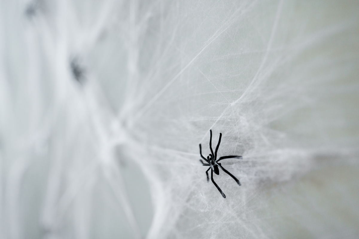 petite araignée noir